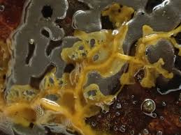 Attēlu rezultāti vaicājumam “Didymium serpula”