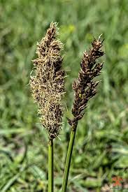 Attēlu rezultāti vaicājumam “Carex paniculata”