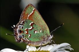 Attēlu rezultāti vaicājumam “Theclinae”