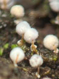 Attēlu rezultāti vaicājumam “Physarum globuliferum”