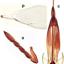 Attēlu rezultāti vaicājumam “Lasioptera rubi”
