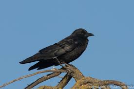 Attēlu rezultāti vaicājumam “Corvidae”