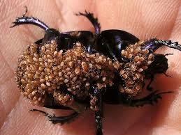 Attēlu rezultāti vaicājumam “Poecilochirus sp.”