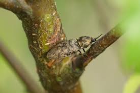 Attēlu rezultāti vaicājumam “Prosternon tessellatum”