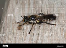 Attēlu rezultāti vaicājumam “Choerades sp.”