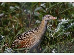 Image result for Crex crex