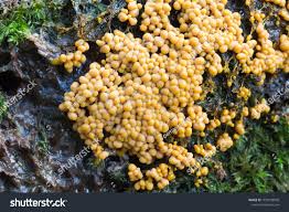 Attēlu rezultāti vaicājumam “Badhamia utricularis”