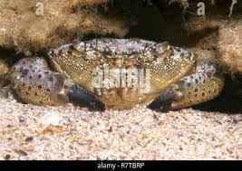 Image result for Eriphia verrucosa