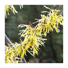 Attēlu rezultāti vaicājumam “Hamamelis virginiana flower”