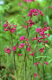 Image result for Pechnelke