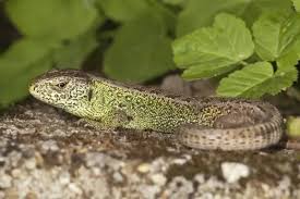 Attēlu rezultāti vaicājumam “Lacerta agilis male”