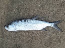 Image result for Megalops atlanticus