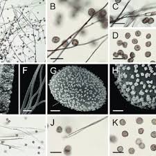 Attēlu rezultāti vaicājumam “Diderma ochraceum sessile”