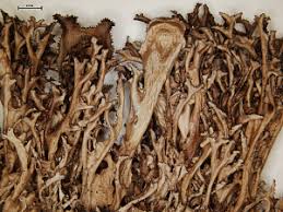 Attēlu rezultāti vaicājumam “Cetraria ericetorum”