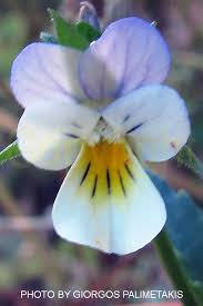 Attēlu rezultāti vaicājumam “Viola arvensis flower”