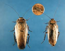 Attēlu rezultāti vaicājumam “Chimabachidae”