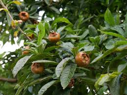 Attēlu rezultāti vaicājumam “Mespilus germanica fruit”