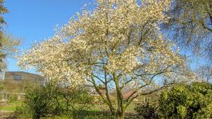 Attēlu rezultāti vaicājumam “Magnolia kobus”