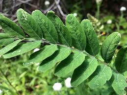 Attēlu rezultāti vaicājumam “Astragalus danicus leaf”
