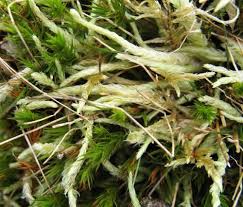 Attēlu rezultāti vaicājumam “Plagiothecium latebricola macro”