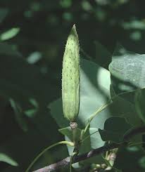 Attēlu rezultāti vaicājumam “Liriodendron tulipifera fruit”