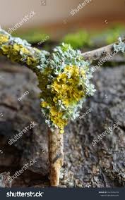 Attēlu rezultāti vaicājumam “Physcia tenella”