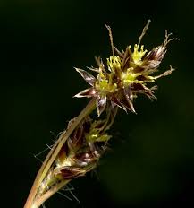 Attēlu rezultāti vaicājumam “Luzula campestris fruit”