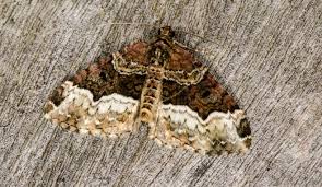 Attēlu rezultāti vaicājumam “Euphyia unangulata”