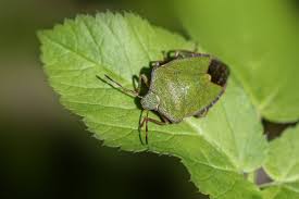 Attēlu rezultāti vaicājumam “Palomena prasina”