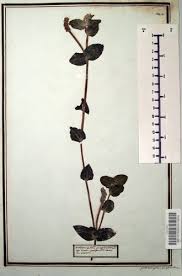 Attēlu rezultāti vaicājumam “Potamogeton perfoliatus leaf”