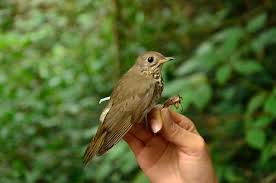 Image result for Catharus minimus