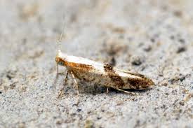 Attēlu rezultāti vaicājumam “Argyresthia albistria”