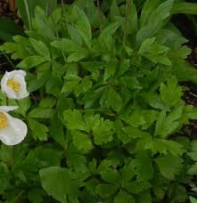 Attēlu rezultāti vaicājumam “Anemone sylvestris bud”