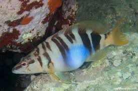 Image result for Serranus scriba