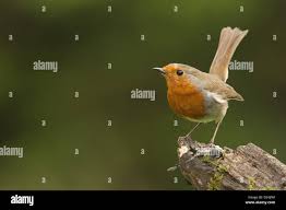 Attēlu rezultāti vaicājumam “Erithacus rubecula adult”