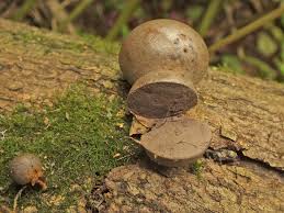 Attēlu rezultāti vaicājumam “Lycogala flavofuscum spores”