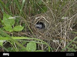 Attēlu rezultāti vaicājumam “Phylloscopus trochilus nest”