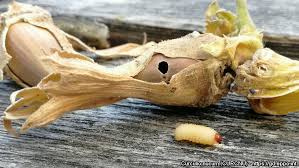 Attēlu rezultāti vaicājumam “Curculio nucum”