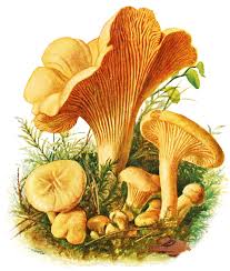 Attēlu rezultāti vaicājumam “Cantharellus cibarius”