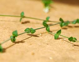 Attēlu rezultāti vaicājumam “Arenaria serpyllifolia leaf”