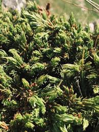 Attēlu rezultāti vaicājumam “Huperzia selago”