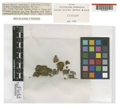 Attēlu rezultāti vaicājumam “Gymnostomum calcareum”