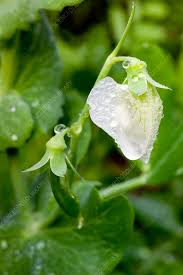 Attēlu rezultāti vaicājumam “Pisum sativum flower”
