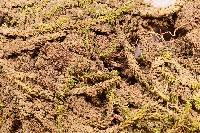 Attēlu rezultāti vaicājumam “Drepanocladus aduncus var. polycarpon”