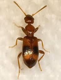 Attēlu rezultāti vaicājumam “Anthicidae”