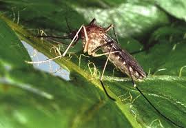 Attēlu rezultāti vaicājumam “Diachea muscorum plasmodium”