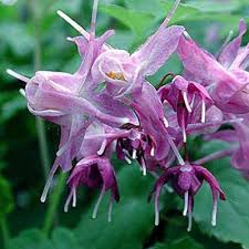 Attēlu rezultāti vaicājumam “Epimedium alpinum”