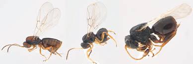 Attēlu rezultāti vaicājumam “Cynipidae”