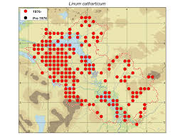 Attēlu rezultāti vaicājumam “Linum catharticum fruit”