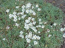 Attēlu rezultāti vaicājumam “Saxifraga cymbalaria”